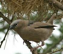 Grey-capped Social Weaver