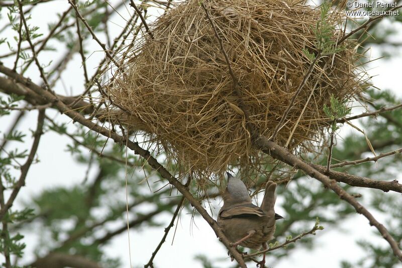 Grey-capped Social Weaveradult, identification, Reproduction-nesting