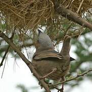 Grey-capped Social Weaver