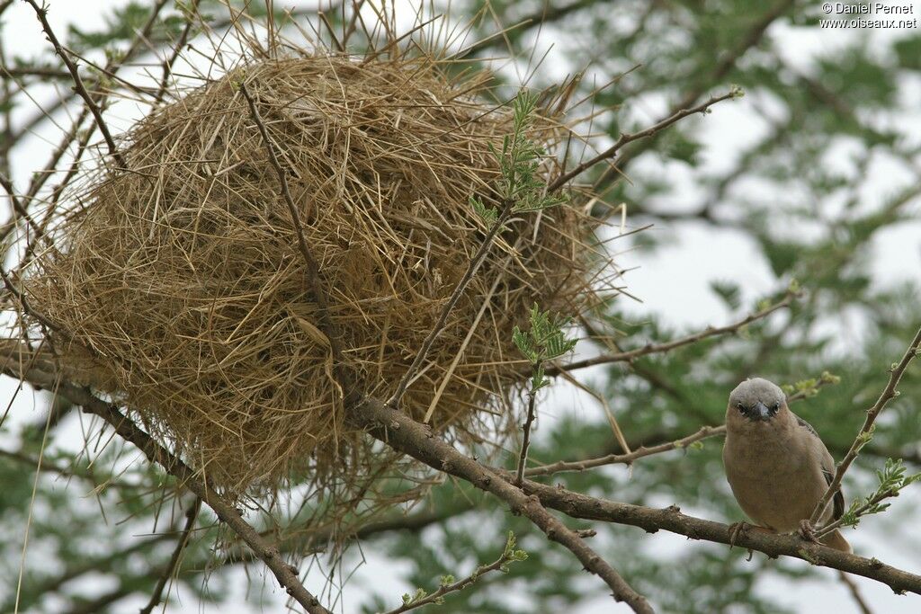 Grey-capped Social Weaveradult, identification, Reproduction-nesting