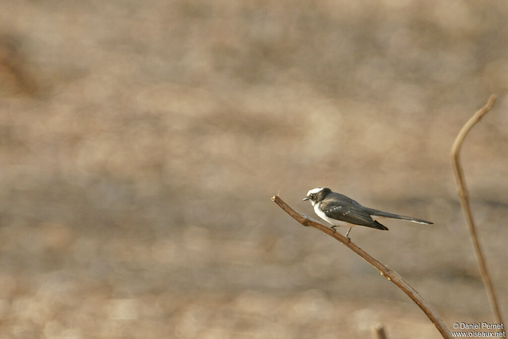 Rhipidure à grands sourcilsadulte, identification