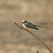 White-browed Fantail