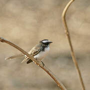 White-browed Fantail