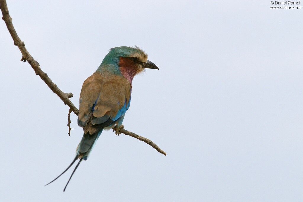 Lilac-breasted Rolleradult, identification