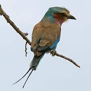 Lilac-breasted Roller