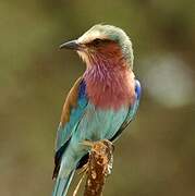 Lilac-breasted Roller