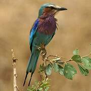 Lilac-breasted Roller