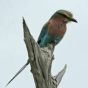 Lilac-breasted Roller