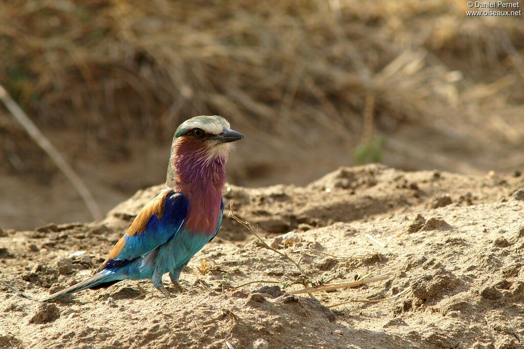 Lilac-breasted Rolleradult, identification