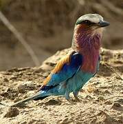 Lilac-breasted Roller