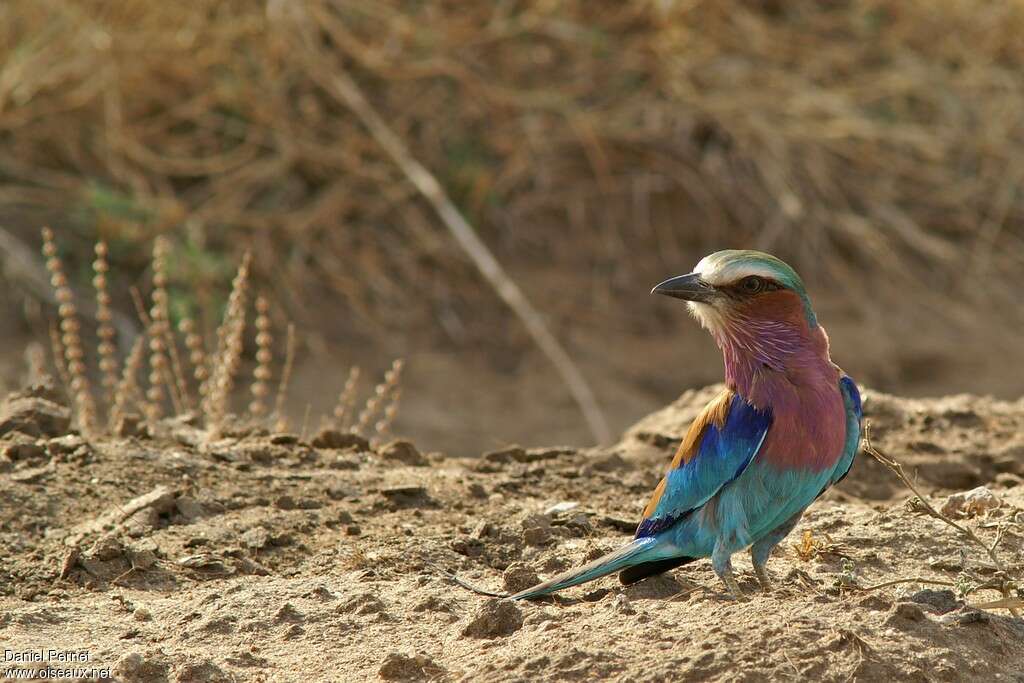 Lilac-breasted Rolleradult, habitat, Behaviour