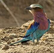 Lilac-breasted Roller