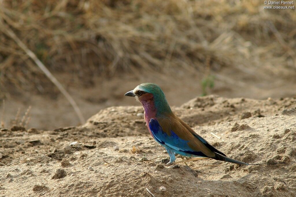 Lilac-breasted Rolleradult, identification