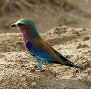 Lilac-breasted Roller