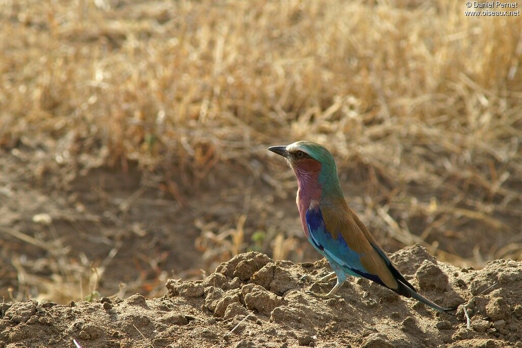 Lilac-breasted Rolleradult, identification