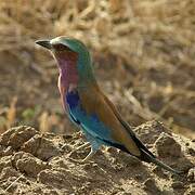 Lilac-breasted Roller