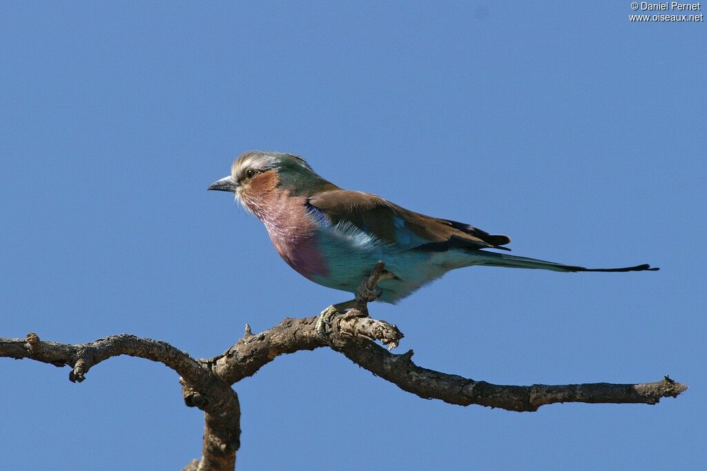 Lilac-breasted Rolleradult, identification