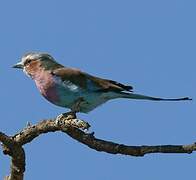 Lilac-breasted Roller