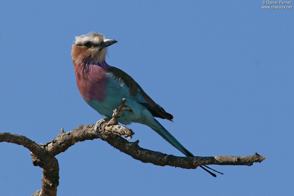 Rollier à longs brinsadulte, identification