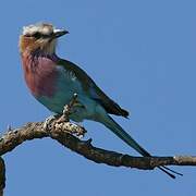 Lilac-breasted Roller