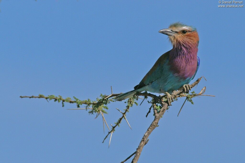 Lilac-breasted Rolleradult, identification