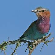 Lilac-breasted Roller