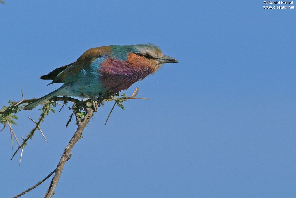 Lilac-breasted Rolleradult, identification, Behaviour