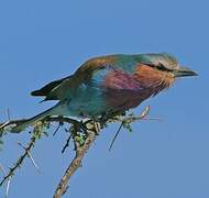 Lilac-breasted Roller