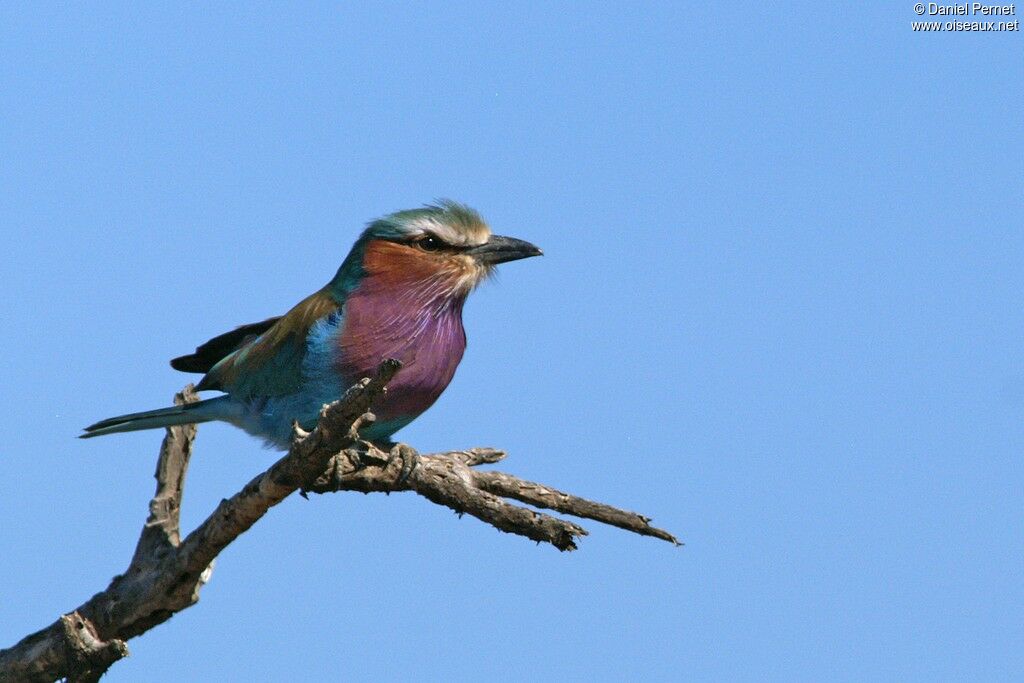 Rollier à longs brinsadulte, identification