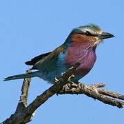 Lilac-breasted Roller