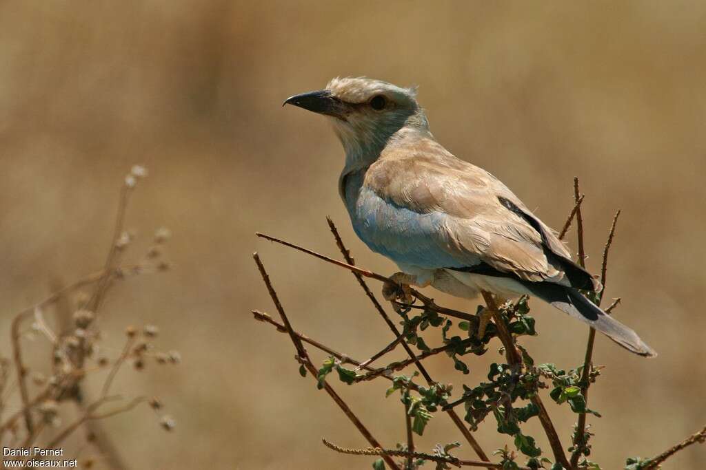 Rollier d'Europeadulte, identification