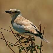 European Roller