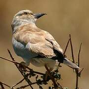 European Roller