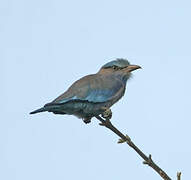 Indochinese Roller