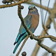 Indian Roller