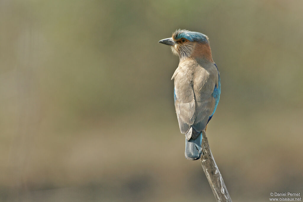 Indian Rolleradult, identification