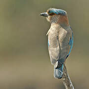 Indian Roller