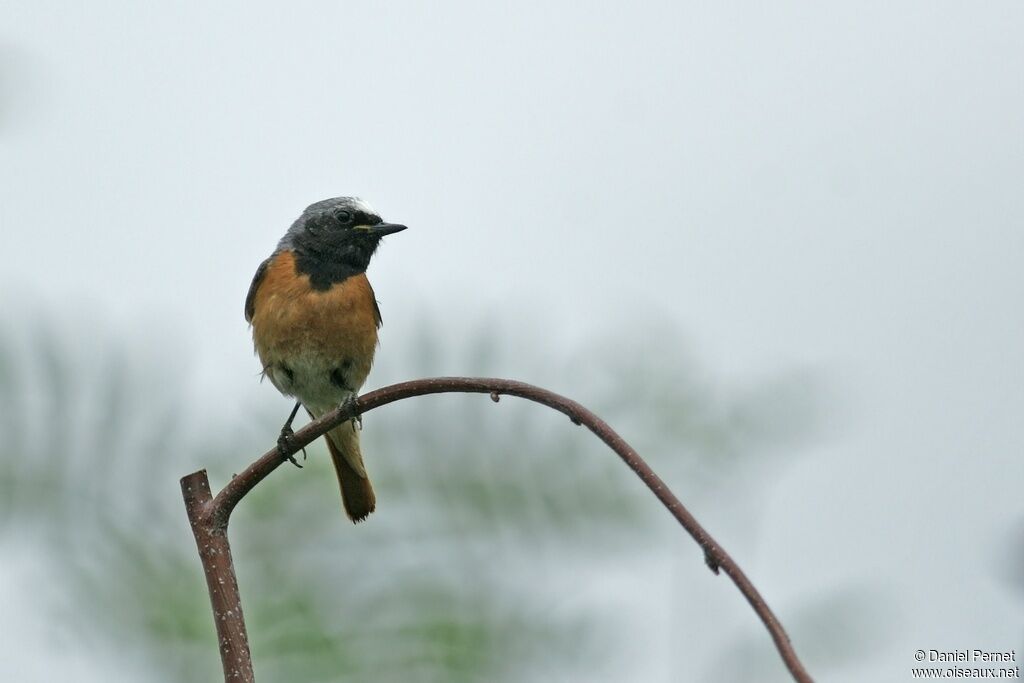 Common Redstart male adult, identification, Reproduction-nesting