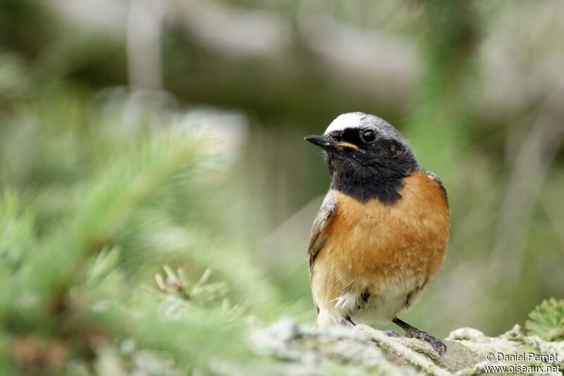 Common Redstart male adult, identification, Reproduction-nesting