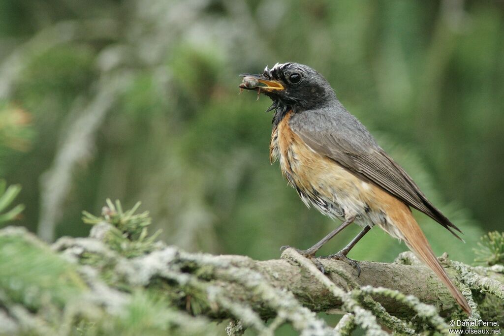 Common Redstart male adult, identification, Reproduction-nesting