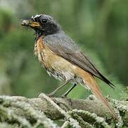 Common Redstart