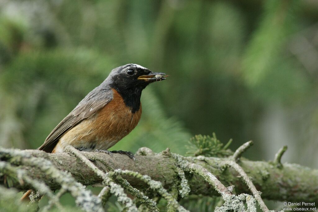 Common Redstart male adult, identification, Reproduction-nesting