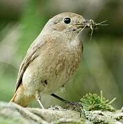 Common Redstart