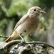 Common Redstart