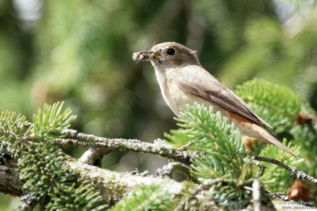 Common Redstart female adult, identification, Reproduction-nesting