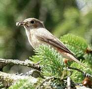 Common Redstart