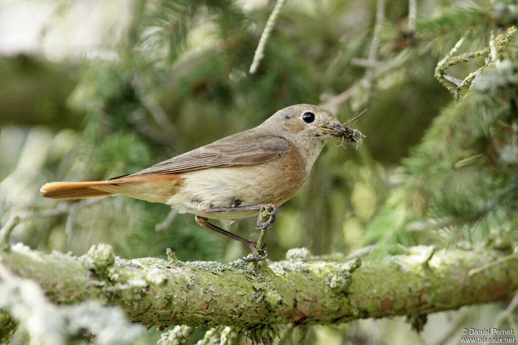 Common Redstart female adult, identification