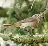 Common Redstart