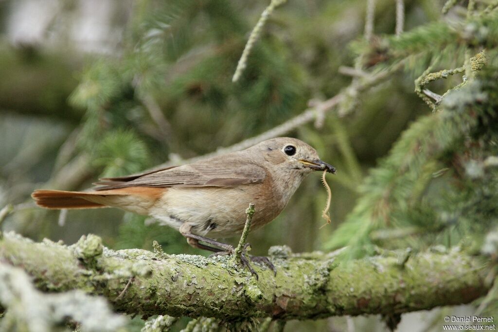 Common Redstart female adult, identification, Reproduction-nesting