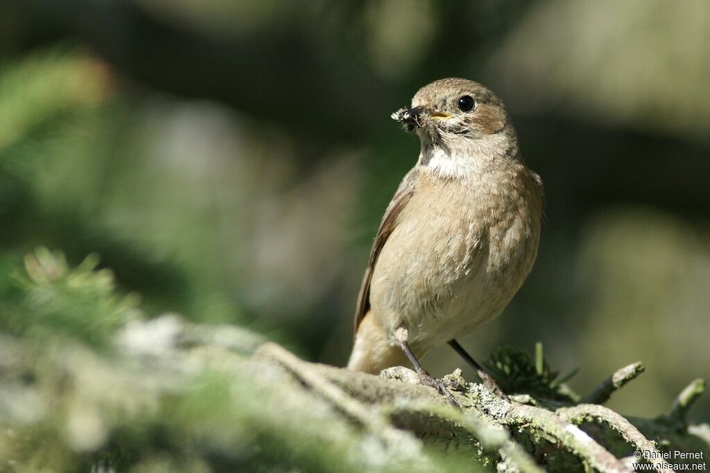 Common Redstart female adult, identification, Reproduction-nesting